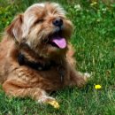 탑스동물병원 이미지