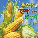 🌽 옥수수의 '진짜' 효능 8가지 이미지