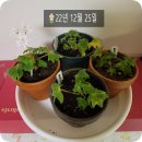 스텔라티스 이미지