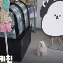 펫푸드연구소왈왈 네이버블로그