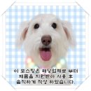 예쁜 강아지 집 무볼트 조립 원목 하우스 오렌지 포