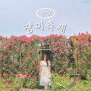 삼척 가볼만한곳 2025 삼척장미축제 주차장 일정 및 후기
