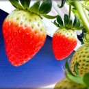 김용선 농장 이미지