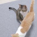 센시스템 | 혼자 있는 고양이, 분리불안 줄이는 노즈워크 루틴