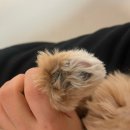 SBC | [상품 리뷰] 바비온 3단 터보 반려동물 이발기 SBC-8810 내돈내산 후기