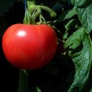 토마토2 이미지