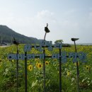 교동면 난정저수지 | 강화도 가볼만한곳 - 지금가면 좋은 난정저수지 해바라기