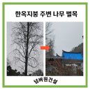 대해벌목 | 용인 기흥 벌목 작업 후기/한옥 지붕 위 위험수목 제거 및 전지 작업