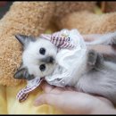 꿈꾸는 고양이 이미지