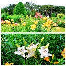 UR(파주시)-[책향기숲길]-상-5 | 파주 벽초지수목원 / 장산전망대 / 헤이리예술마을 (&#39;25.6.26)