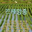 망 종 (芒 種) -들깨씨앗 준비 마늘 양파 수확 이미지