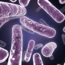 락토바실러스, 비피더스, LGG 유산균 효능 효과 종류 : 프로바이오틱스 유산균 이미지