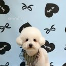 그루멍(groomung) 이미지