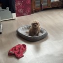 그루밍조이 | 부산 강아지훈련 공격성 입질 행동교정 애견 교육 성공 후기