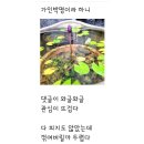 제53강 정사월 시인의 디카시 "가인박명이라 하니" 이미지