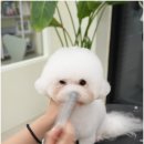 대구애견미용 강아지호텔 모여라솜뭉치 | 반려견들의 천국 월성동 애견미용 후기 대구애견미용 강아지호텔 모여라솜뭉치