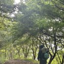 화학산등산로 이미지