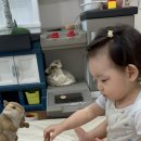 행복한 꼬마 거북이 이미지