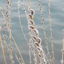 퀘렌시아 이미지