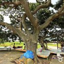 가까이에 파도소리 이미지