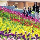 금상첨화 이미지