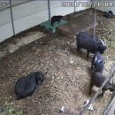 고성염소농장 이미지