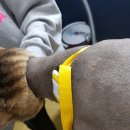 릴리네 애견미용실 이미지