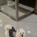 포포 데이케어 이미지