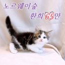 요미캣 고양이분양 일산점 네이버블로그