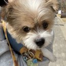 몽그라니 이미지