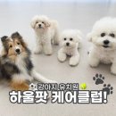 하울팟 케어클럽(분당서현점) | 분당 애견 유치원 강아지호텔링 강아지미용 하울팟 케어클럽