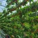 가재골 2농장 이미지