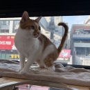 랄라민박 네이버블로그