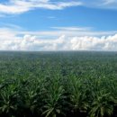 오일농장 이미지