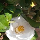 목련에이스 골프스쿨 | 벌써 화려하게 백색으로 수 놓은 목련꽃