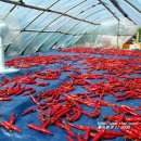 태양초 고추기름 이미지