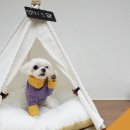 더 퍼스트 수영장 이미지