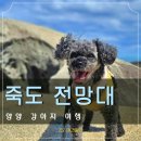 죽도 공중화장실 | 양양 강아지 산책 죽도 전망대 죽도산 feat.애견동반