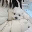 도그비숑 | 도그송 테디비숑분양후기
