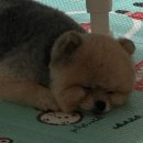 송현동 강아지 이미지