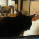 조용길의원 이미지