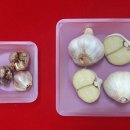 충북농업기술원 마늘연구소 이미지