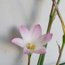 하브란서스 로버스터스 이미지