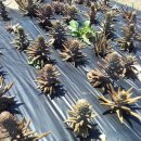 뚝심농장 이미지