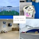 세븐일레븐 고흥녹동항점 | 강아지와 배 타고 제주도 여행! 제주에서 목포 퀸제누비아2호 차량선적 비용, 배탑승 편의시설 후기