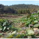 보성농원 이미지