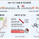 DNA