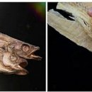 황태골덕장 이미지