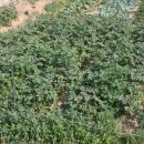 고덕농장 이미지