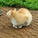 황금고양이 이미지